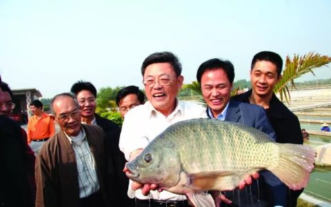 罗非鱼春繁抢上市，控温调水高手四季皆可繁殖