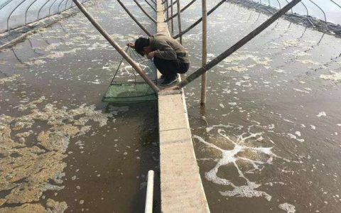 南美白对虾养殖八误区，调水+增氧+抗菌抗病毒，室内四季养效益高
