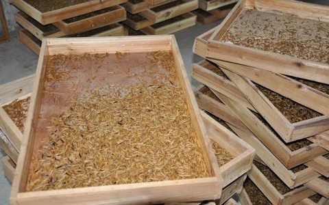 黄粉虫黑头病病因和预防，管理须精心、虫粪要筛净