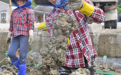 生蚝养殖丰收喜人，秋风起，蚝肥美！中国蚝乡——程村镇