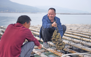 谢克保说未来要让更多人尝到程村的生蚝