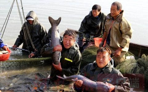 永城：“采煤沉陷区”1.2万亩，秒变“聚宝盆”，草鱼、黄金鲫、黄河鲤、花白鲢、镜鲤等，年产值在1.4亿元