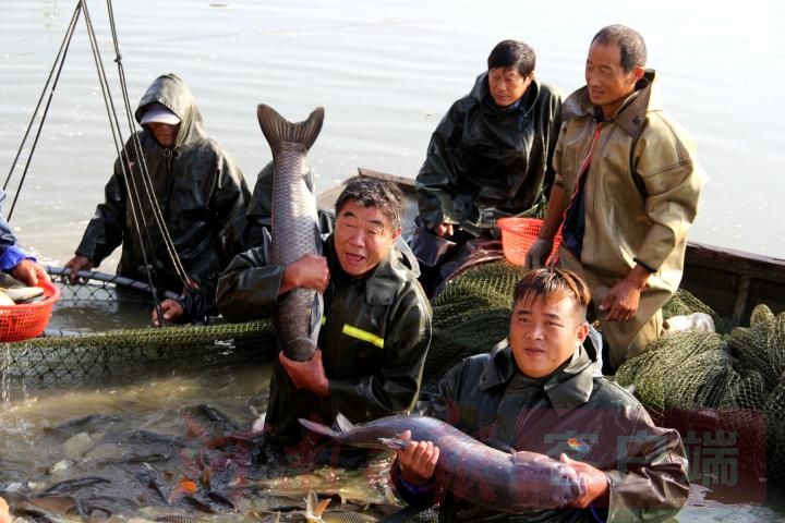 草鱼、黄金鲫、黄河鲤、花白鲢、镜鲤等，年产值在1.4亿元