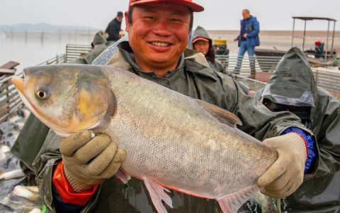 江西九江湖口县生态水产养殖基地大获丰收