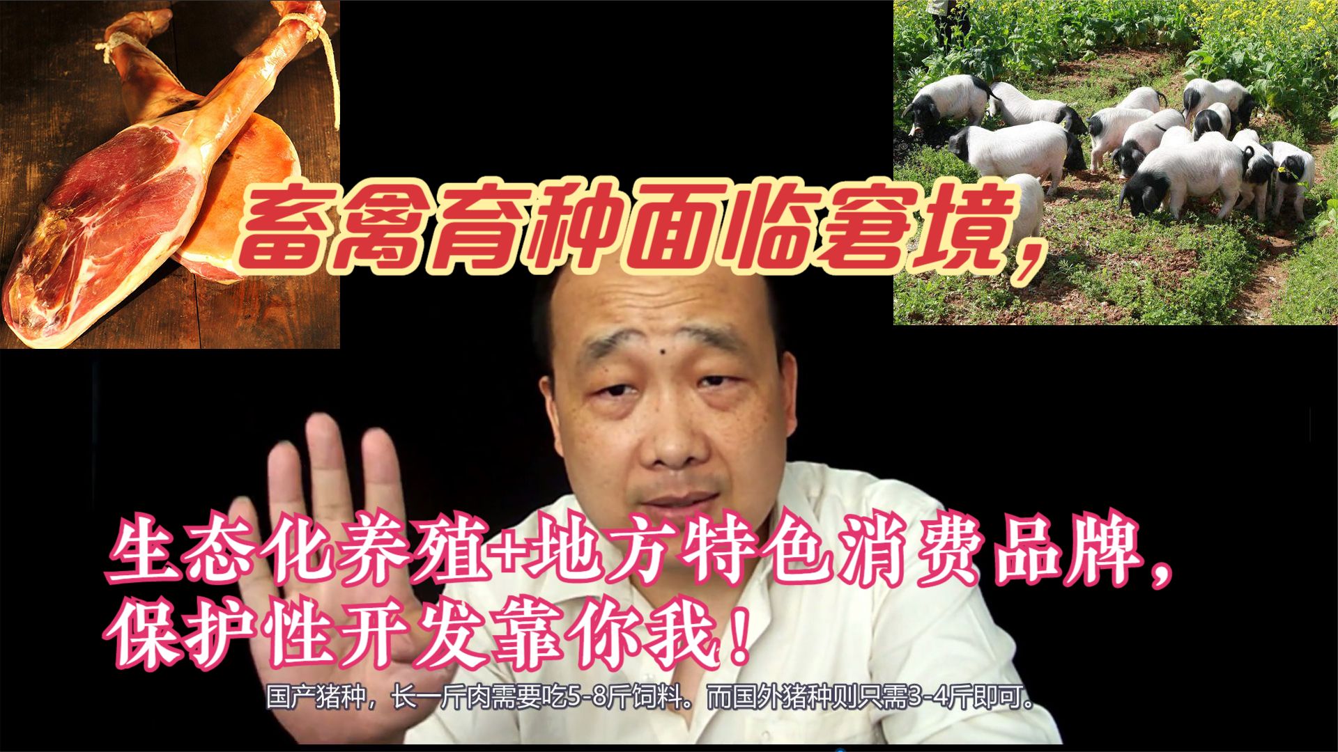 畜禽育种面临窘境，生态养殖+地方特色消费品牌，保护开发靠你我