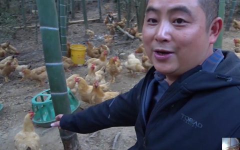 王胖养鸡赚大钱，供不应求背后的艰辛几人知？饲料成本几度上涨！