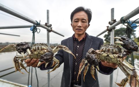 湖北仙桃排湖镇：河蟹养殖爬出“致富路”，亩产两吨半