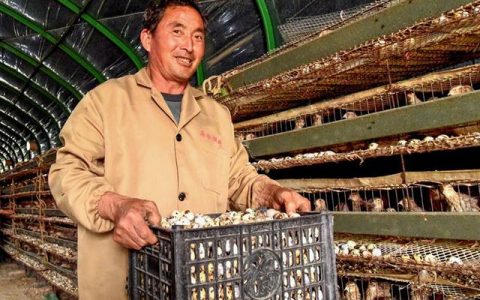 鹌鹑冬季产蛋管理，稳产、高产七要点，再冷也要通风换气