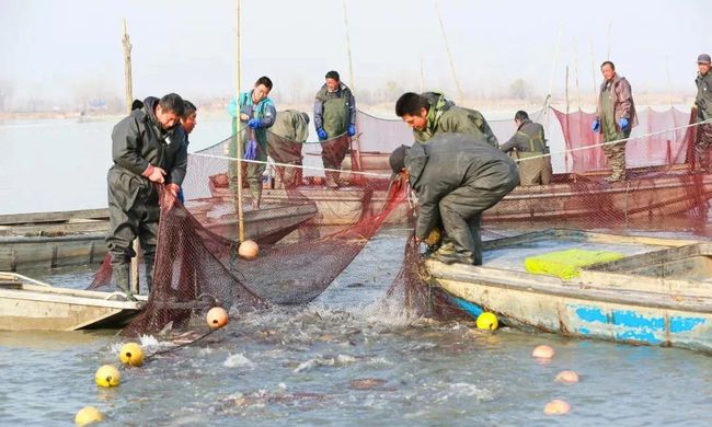安徽蚌埠五河县：沱湖冬捕，300万斤生态鱼