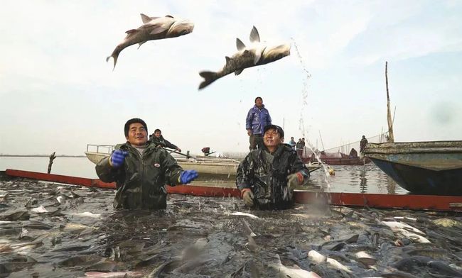 安徽蚌埠五河县：沱湖冬捕，300万斤生态鱼