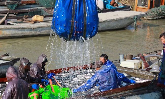 安徽蚌埠五河县：沱湖冬捕，300万斤生态鱼