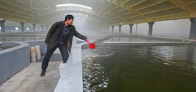 工厂化养殖龙胆石斑鱼成功，电脑控温，河北养殖热带暖水鱼