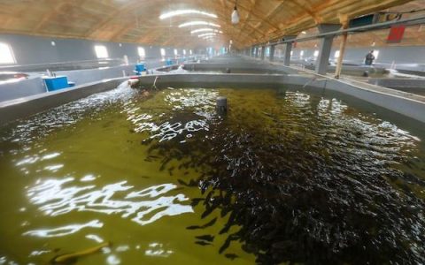 工厂化养殖龙胆石斑鱼成功，电脑控温，河北养殖热带暖水鱼