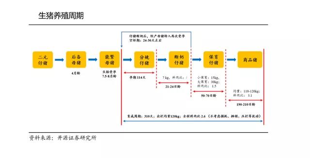 生猪养殖周期