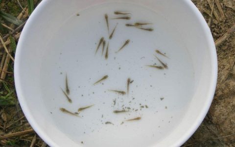 蜂蜜+益生菌培育泥鳅苗和育肥好处多，提成活、催肥增重效益高