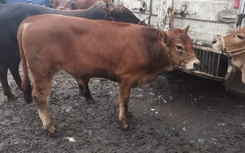 牛羊交易市场收费服务探讨