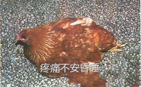 蛋鸡患输卵管炎症,会引起疼痛、不安、昏睡等。