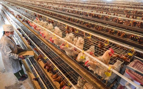 蛋鸡输卵管炎的症状、病因和防治，消炎增蛋增收