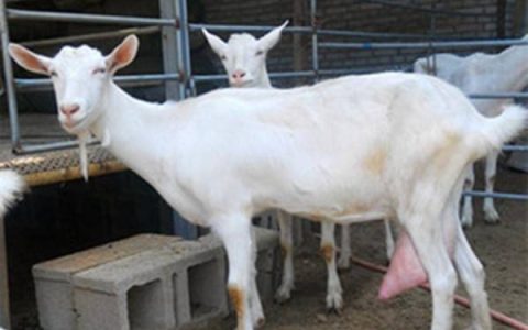 黑羊配白羊，生灰羊？这个真没研究过，请教老铁们！