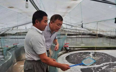 工厂化养殖南美白对虾，管理制度要规范，加强巡塘、科学控料