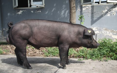 生猪父本新品种育成，国内首个自主知识产权；四川1个猪新品种、4个畜禽遗传资源通过国家审定