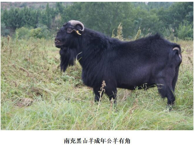 南充黑山羊