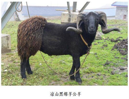 凉山黑绵羊