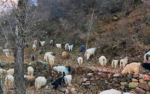 冬季放羊注意123，太行山羊优势多多，晋南放羊妹的躺平生活