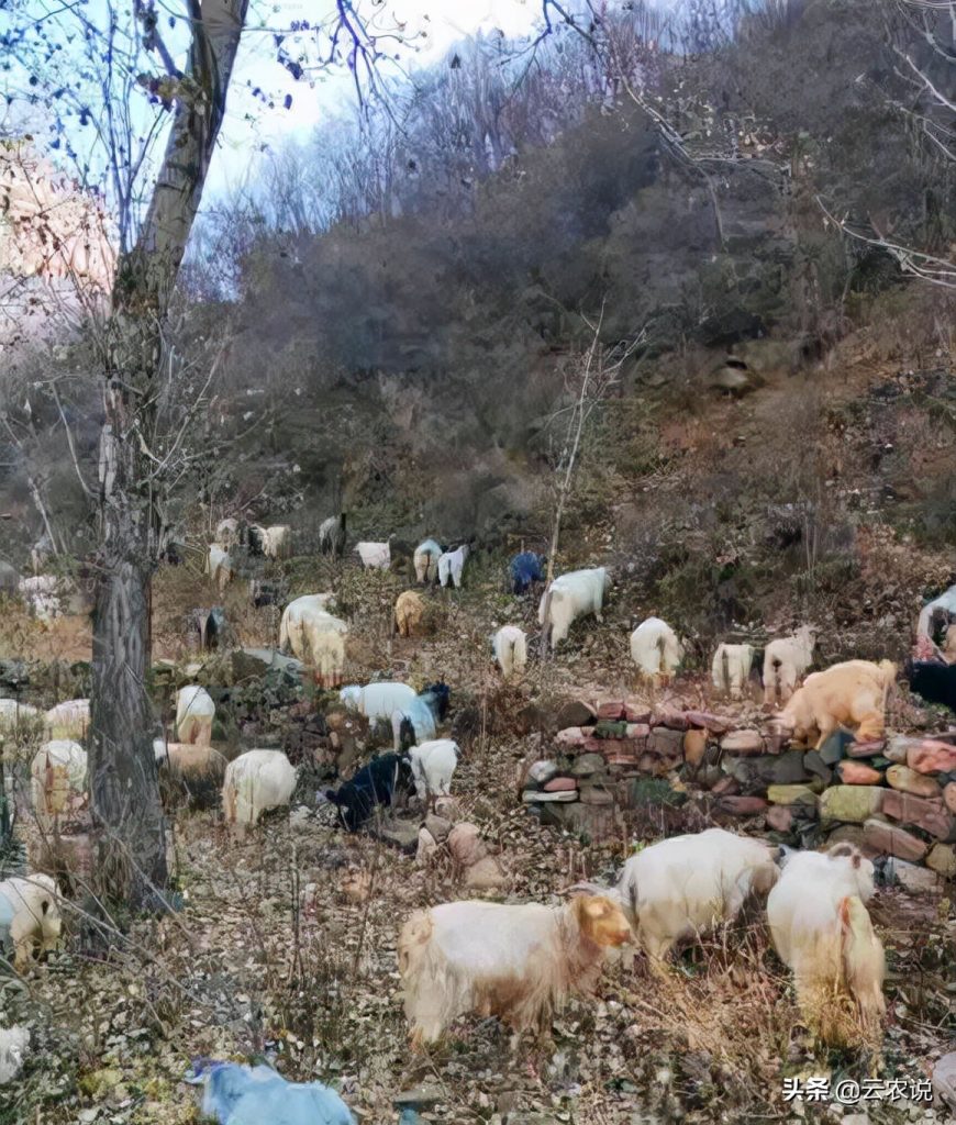 太行山羊，泛指太行山东、西两侧的晋、冀、豫三省接壤地区出产的山羊。其中包括陕西大青山羊、河北武安山羊等。