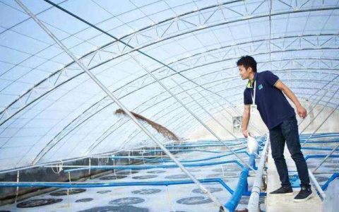 对虾养殖微生态制剂有哪些作用？降氨氮、亚硝离不了
