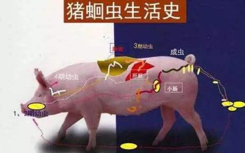 猪寄生虫的危害和防治，疥螨、蛔虫不头疼