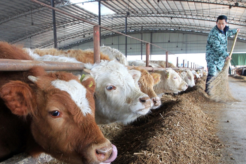 冬季养牛，秸秆发酵饲喂效果好。