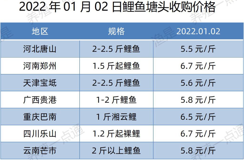 2022.01.02，鲤鱼