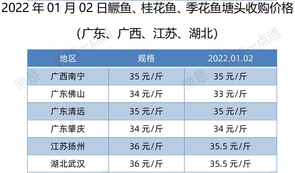 2022.01.02，鳜鱼