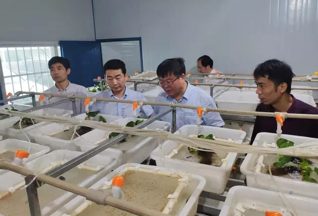 黄鳝人工繁育