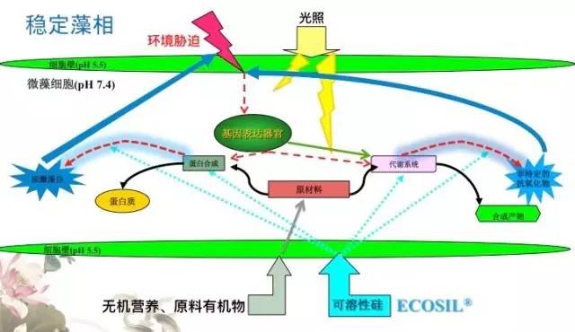 硅在水体中的作用。