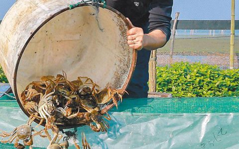 单硅酸不简单，水产养殖离不了，稳藻、改底…，一酸多能