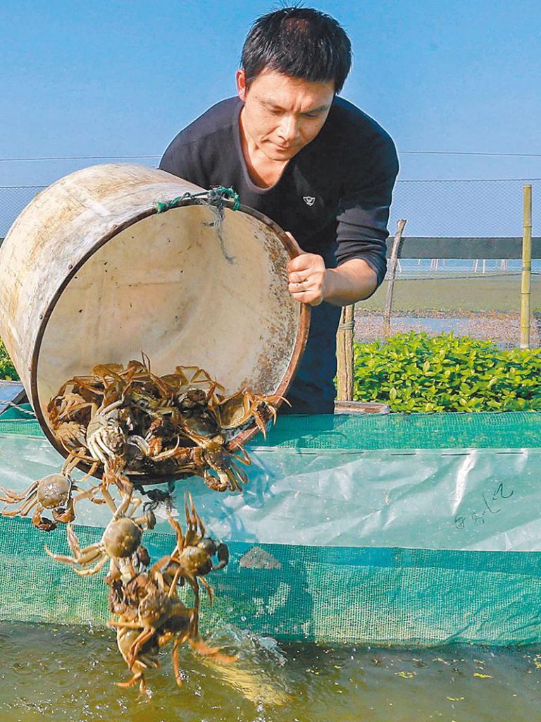 河蟹养殖