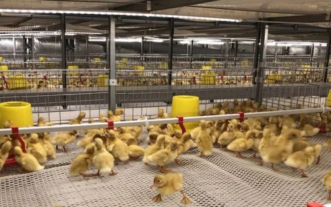 肉鸭网养技术要点：鸭舍、品种、日常管理和饲喂