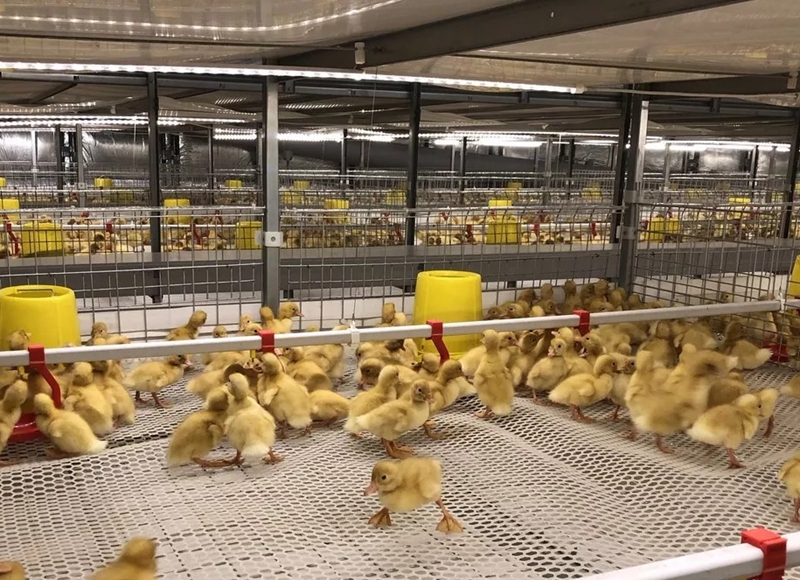 肉鸭网养