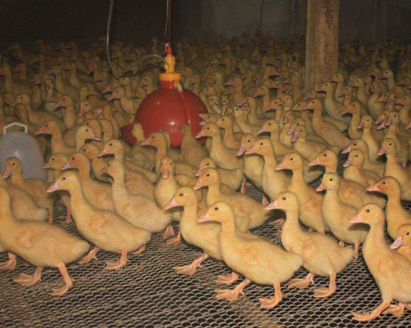肉鸭网养