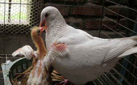 肉鸽养殖的饲喂管理：种鸽选择、繁育、雏鸽和成鸽饲养