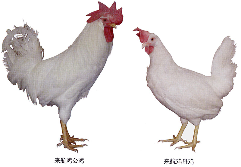 来航鸡