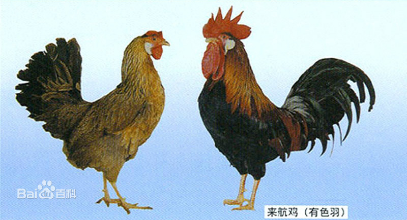 来航鸡