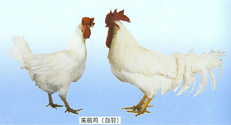 来航鸡