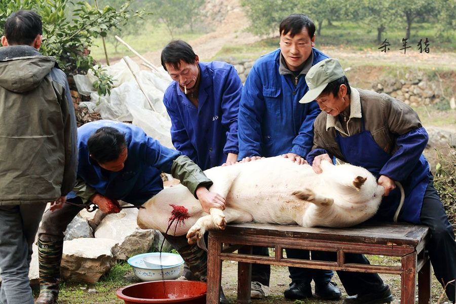 乡下传统杀年猪怎么就违法了？快来看看，别再犯法了