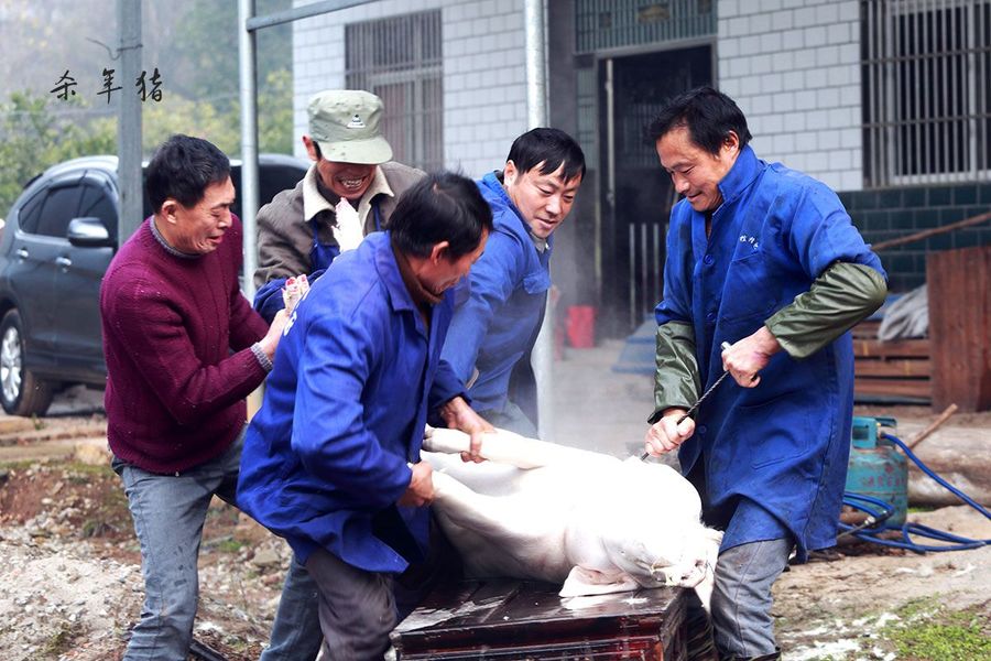 乡下传统杀年猪怎么就违法了？快来看看，别再犯法了