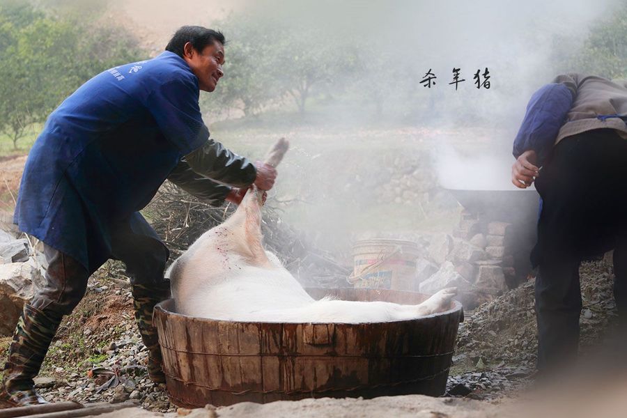 乡下传统杀年猪怎么就违法了？快来看看，别再犯法了