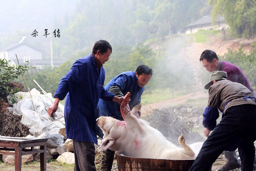 乡下传统杀年猪怎么就违法了？快来看看，别再犯法了