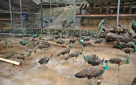 孔雀新城疫病的症状、紧急处理和预防治疗